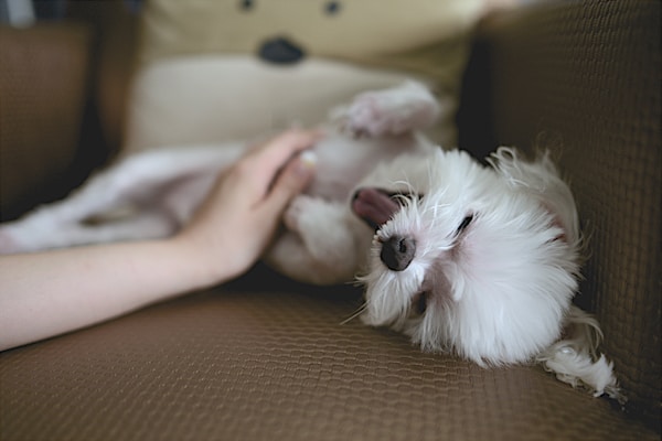 A white scruffy dog getting belly rubs
