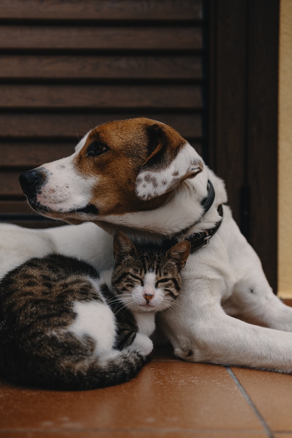 Short-coated white and brown puppy cuddling up with a cat