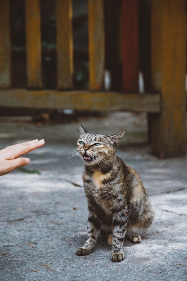 Grey cat on grey surface interacting with human who reaches out to it