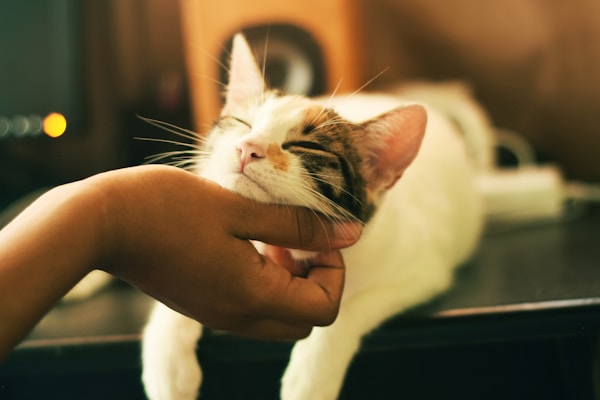 A cute cat being scratched under the chin