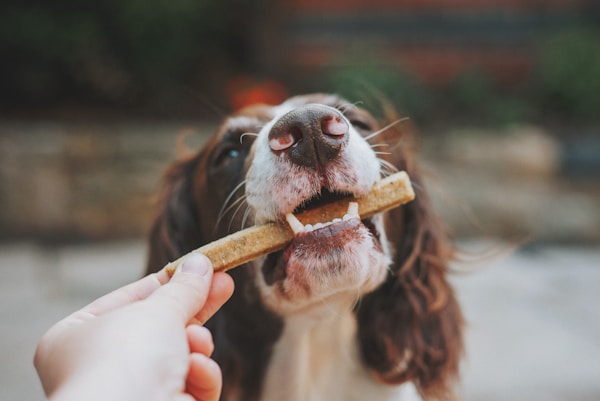 Person holding brown treat with white and brown dog chewing