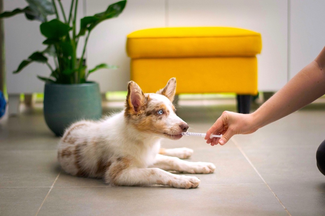 An Australian Shepherd puppy receiving treatment