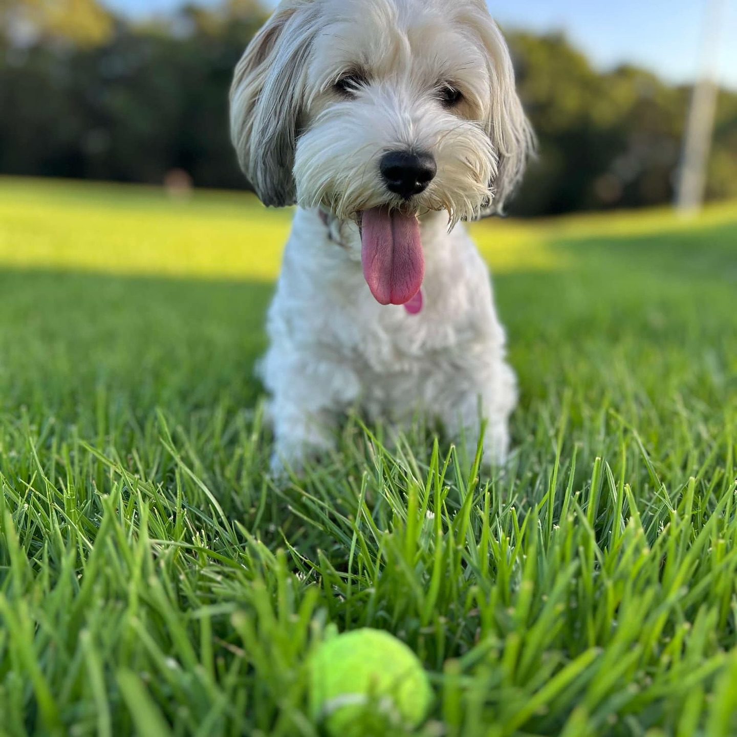 Lady the dog plays with her ball amongst the grass