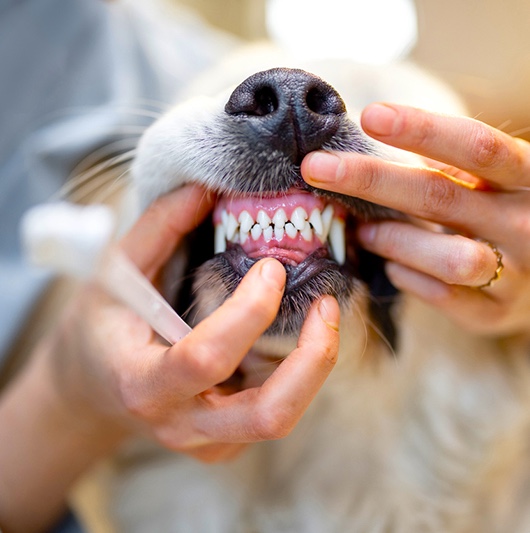 A dog with teeth being checked by vet