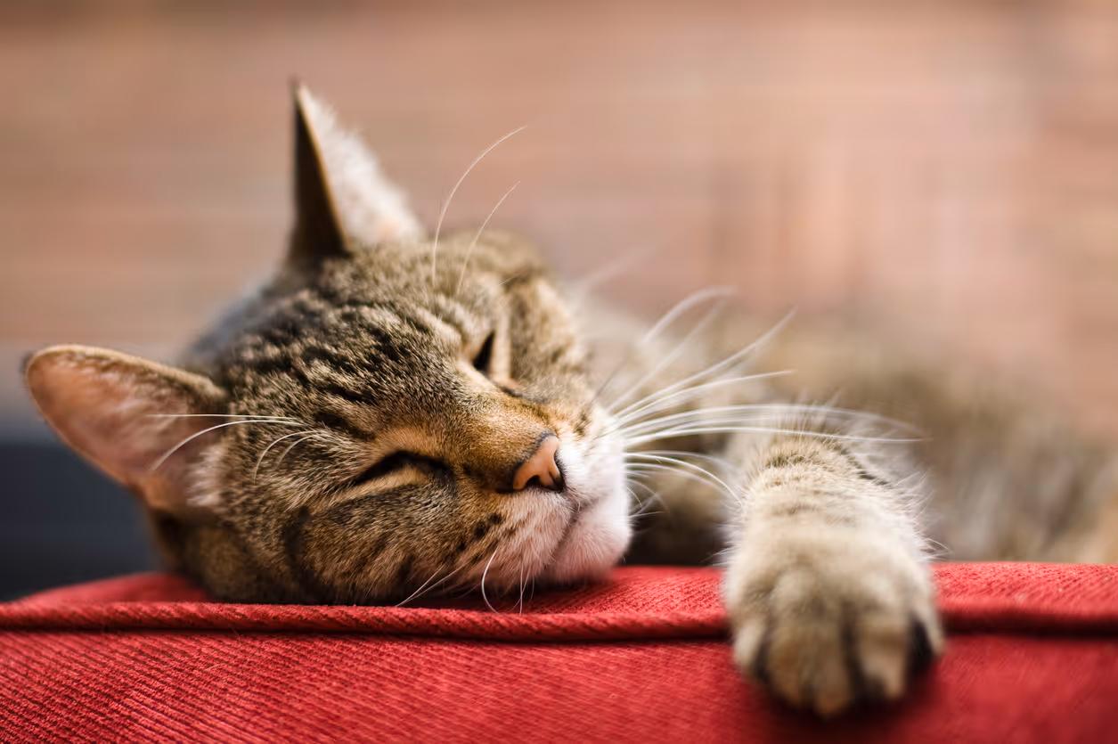 Elderly senior tabby cat sleeping