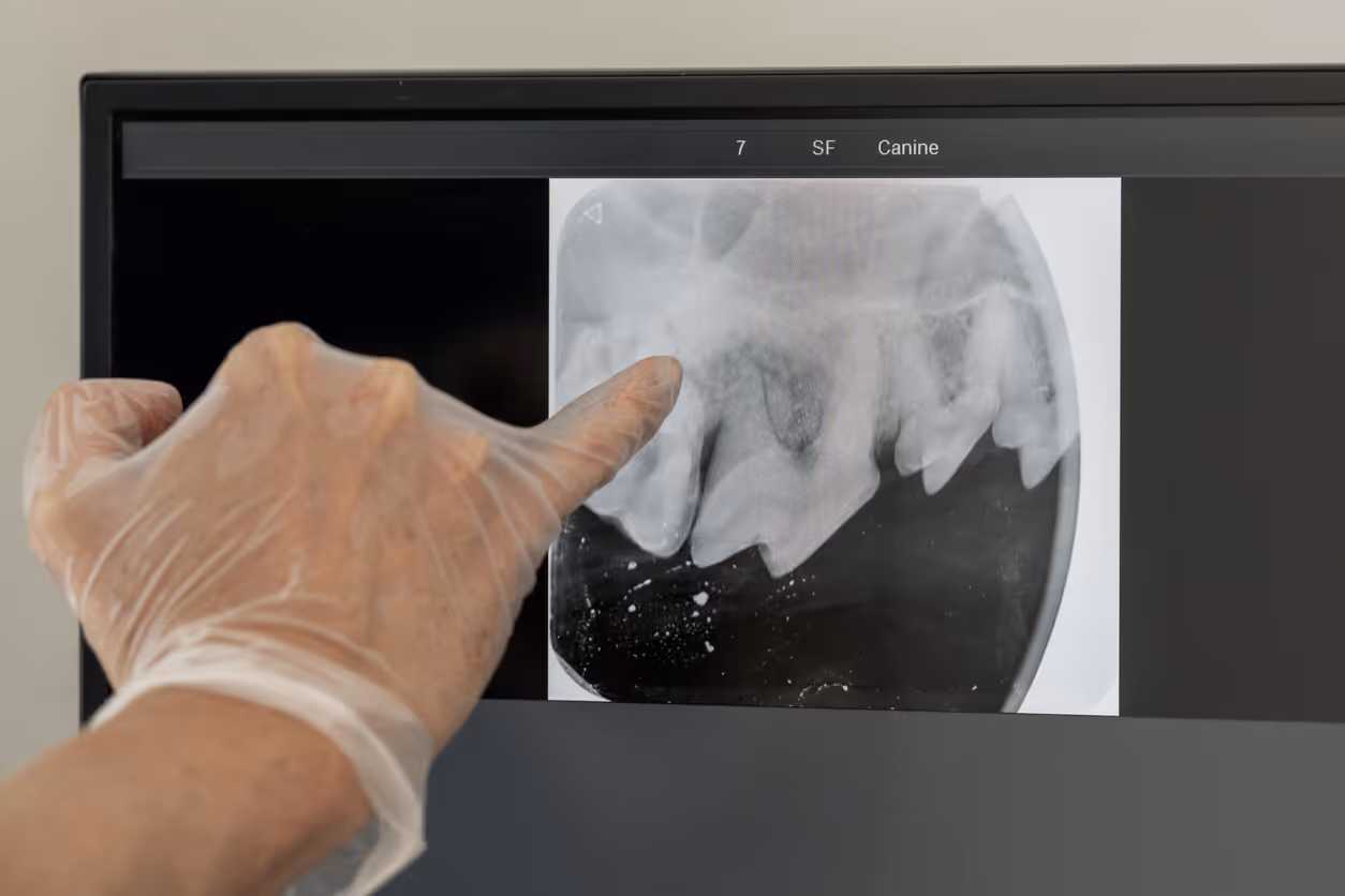 Vet pointing and canine dentistry x-ray