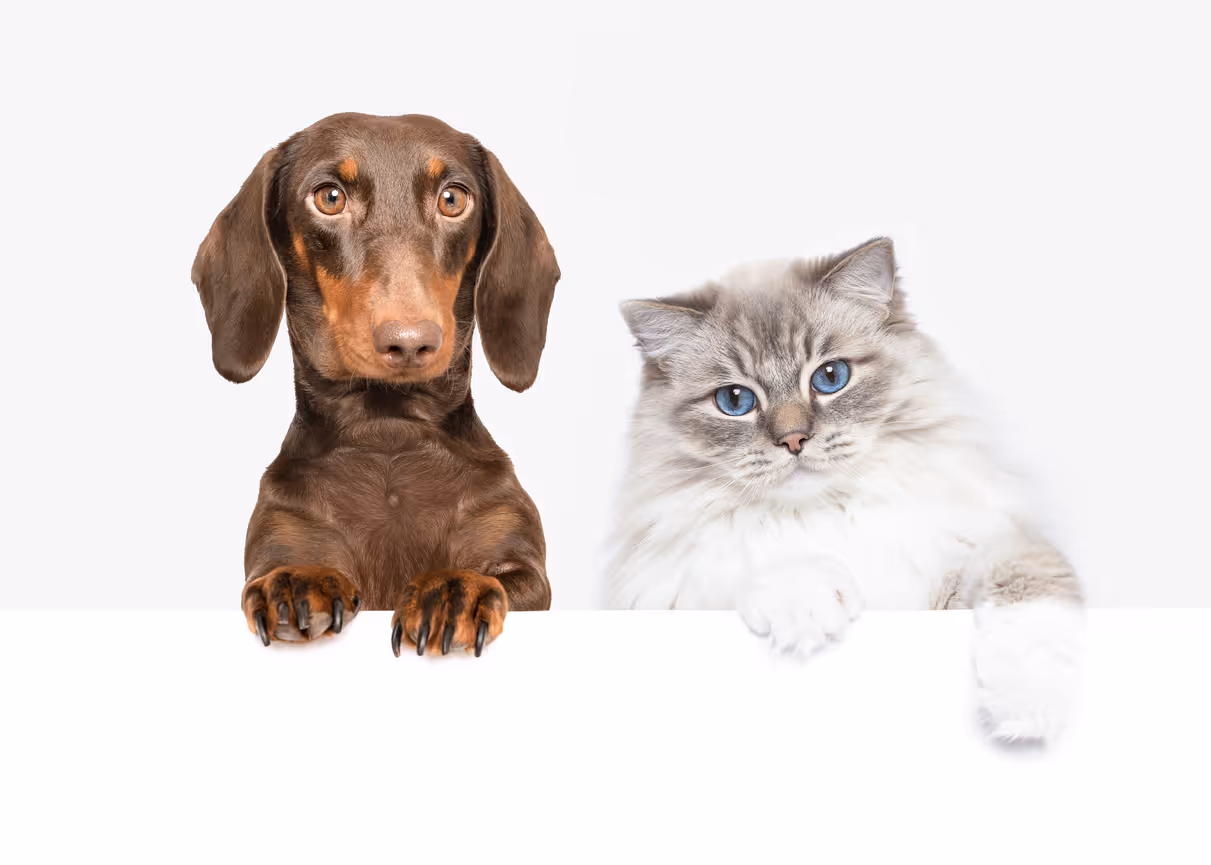 Veterinary nurse Bec with puppy