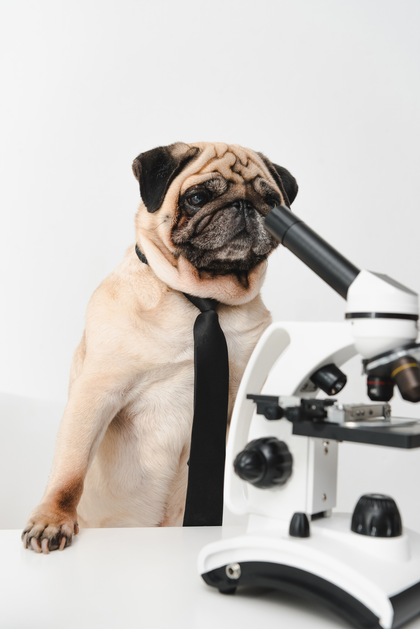A cute pug wearing a bow tie looking through a microscope