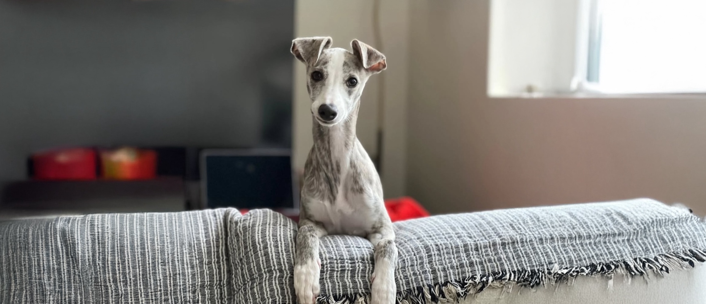 A cute dog peeking over a couch