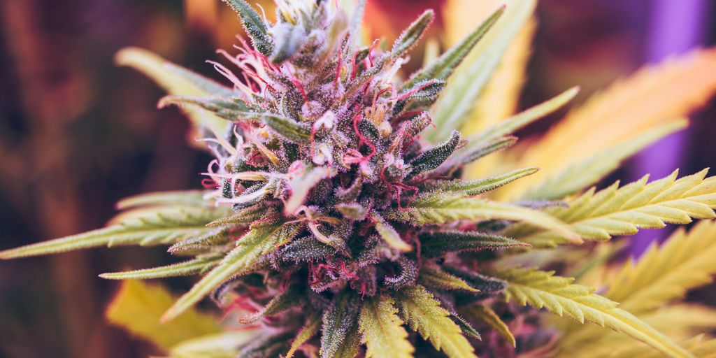 Cannabistherapie bei chronischen Schmerzen - evidenzbasierte Behandlung für bessere Lebensqualität