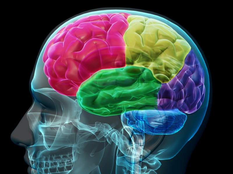 Epilepsie – Anfallsformen, Hintergrundwissen & Cannabisblüten sachlich erklärt