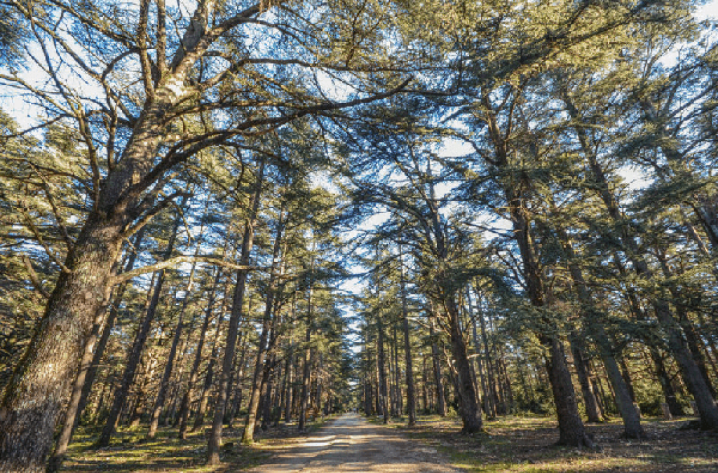 Forêt des cèdres de Bonnieux : balade, accès et conseils