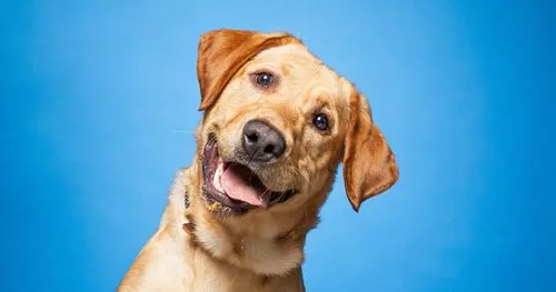 dog's head facing forward tilted