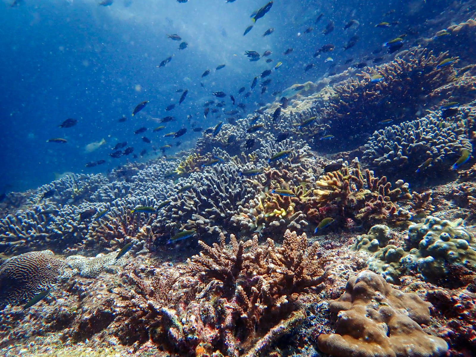 An underwater view of a vibrant coral reef teeming with a large school of fish, seen during a snorkeling adventure.