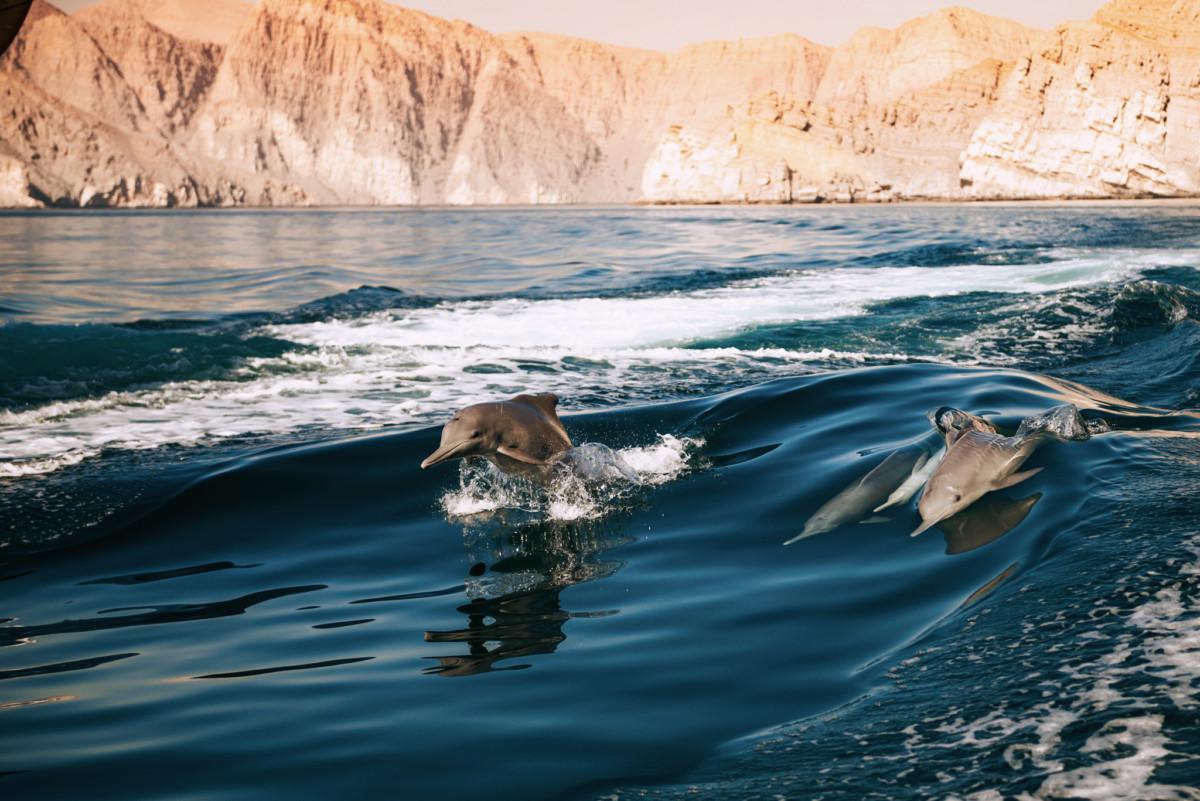 Two playful dolphins leap out of the water in the Musandam fjords, with the rugged mountains in the background.