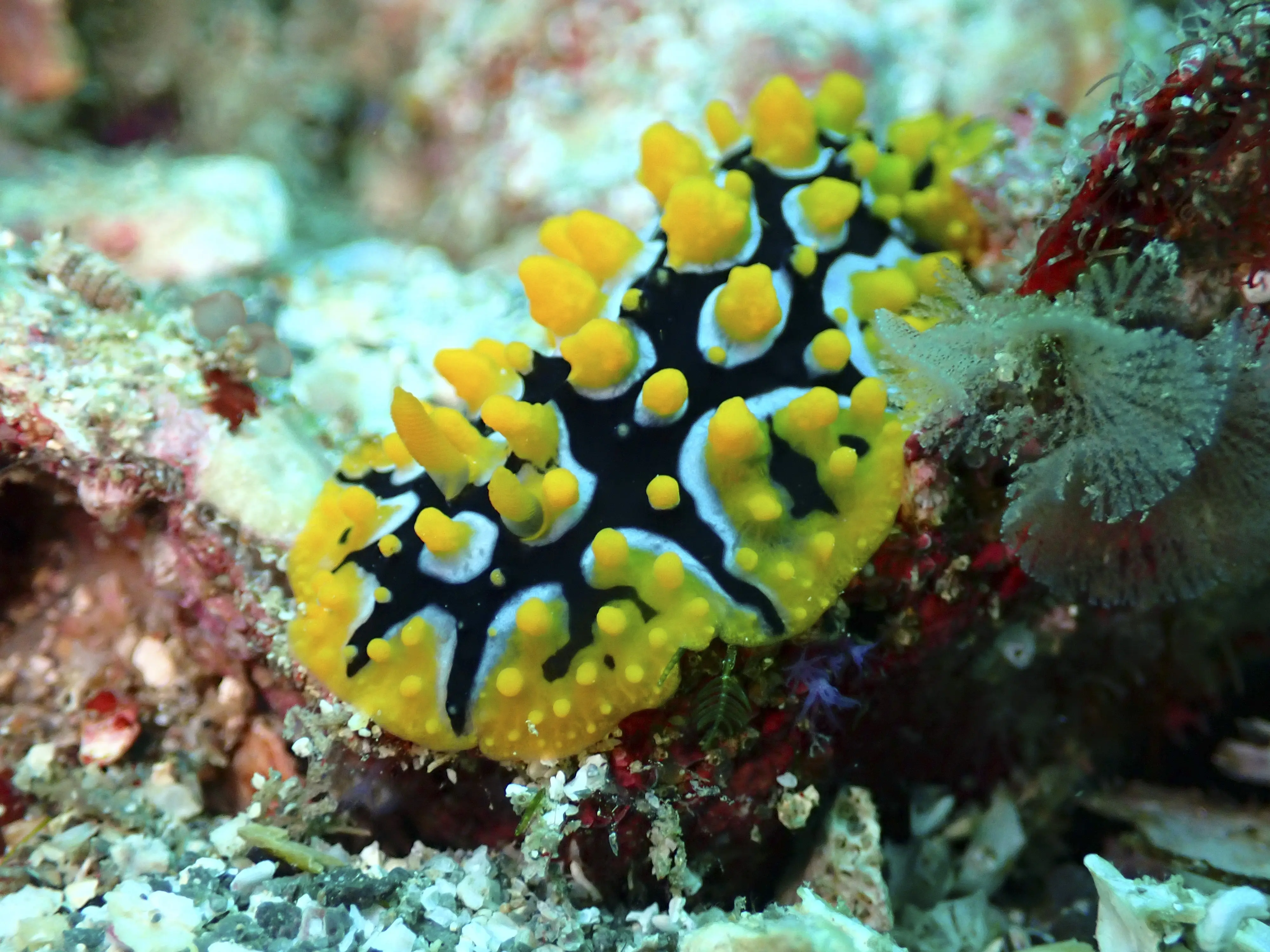 A macro photograph of a colorful yellow and black nudibranch, a type of sea slug, on the ocean floor.