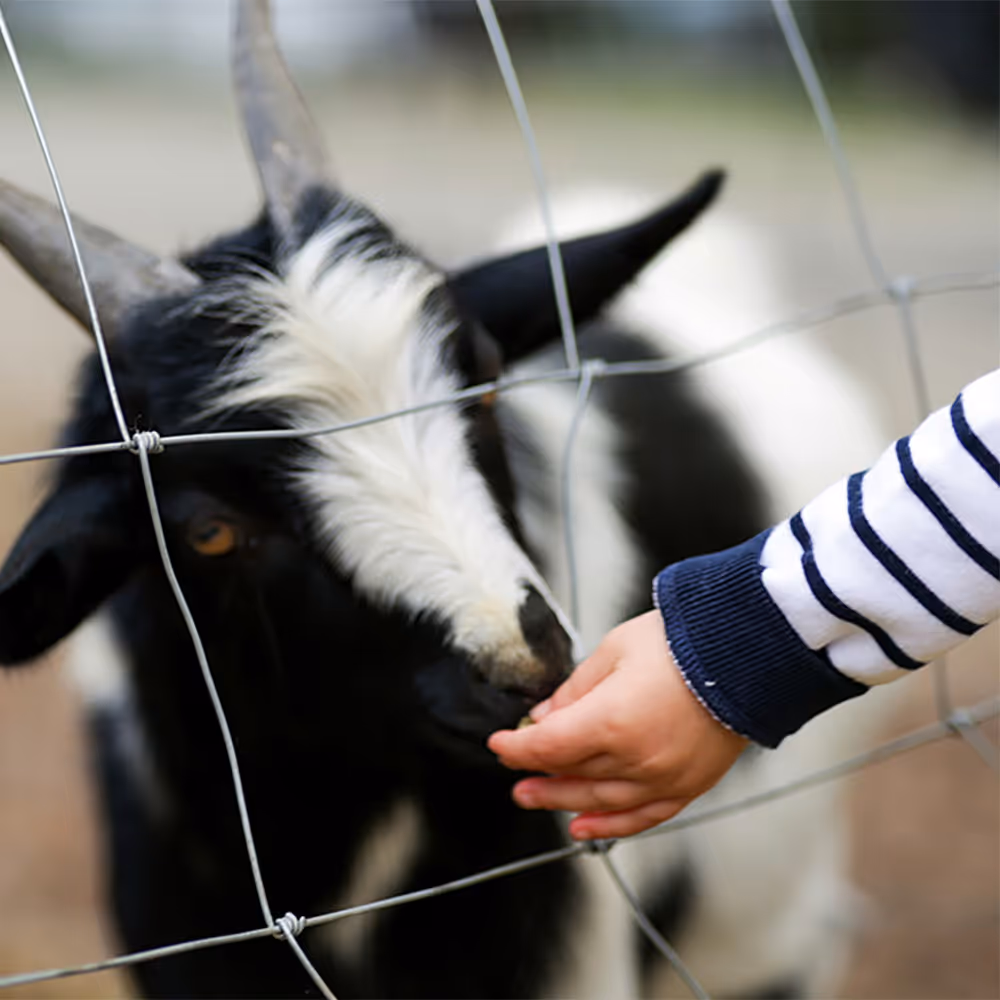 Kid's hand feeding black and white goat through a fence