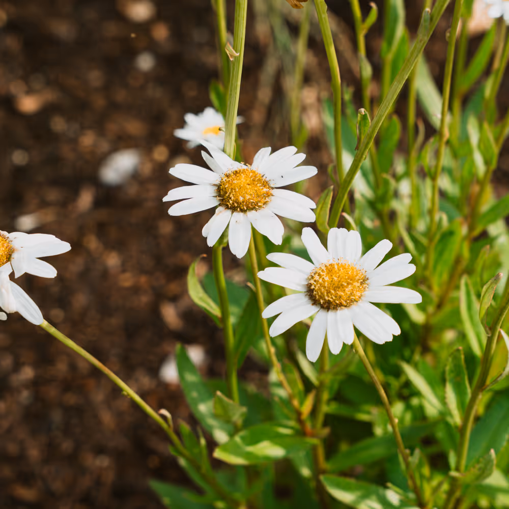 Up close photography of white daisies