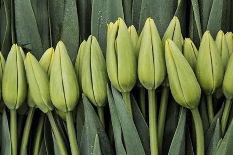 tulip buds