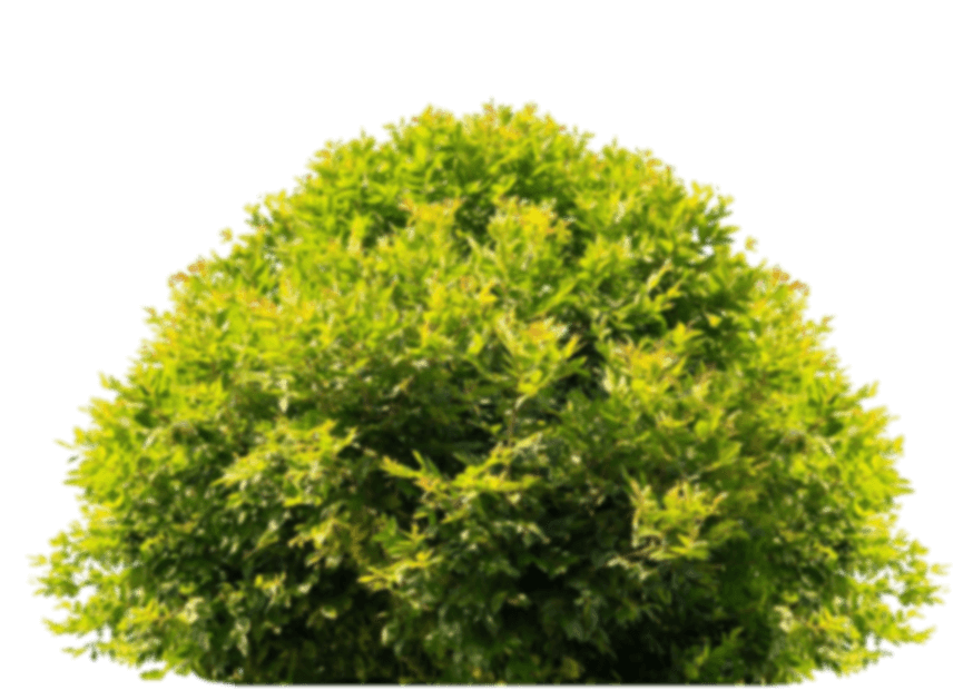 landscape services