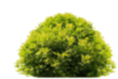 Expert landscape maintenance for businesses
