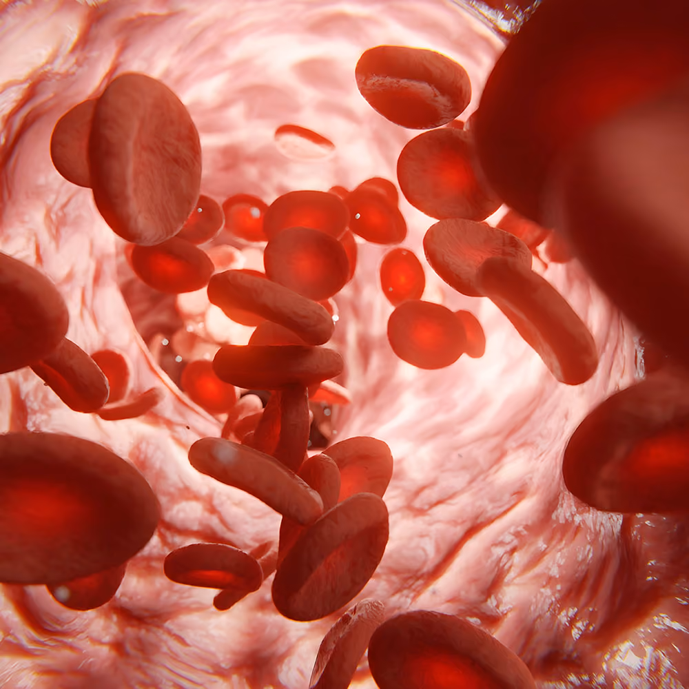 Red blood cells flowing through a blood vessel in a detailed medical illustration.