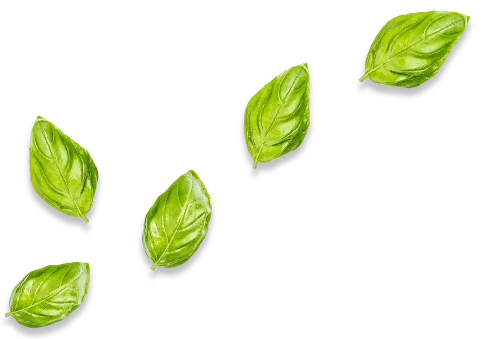 Feuille De basilic
