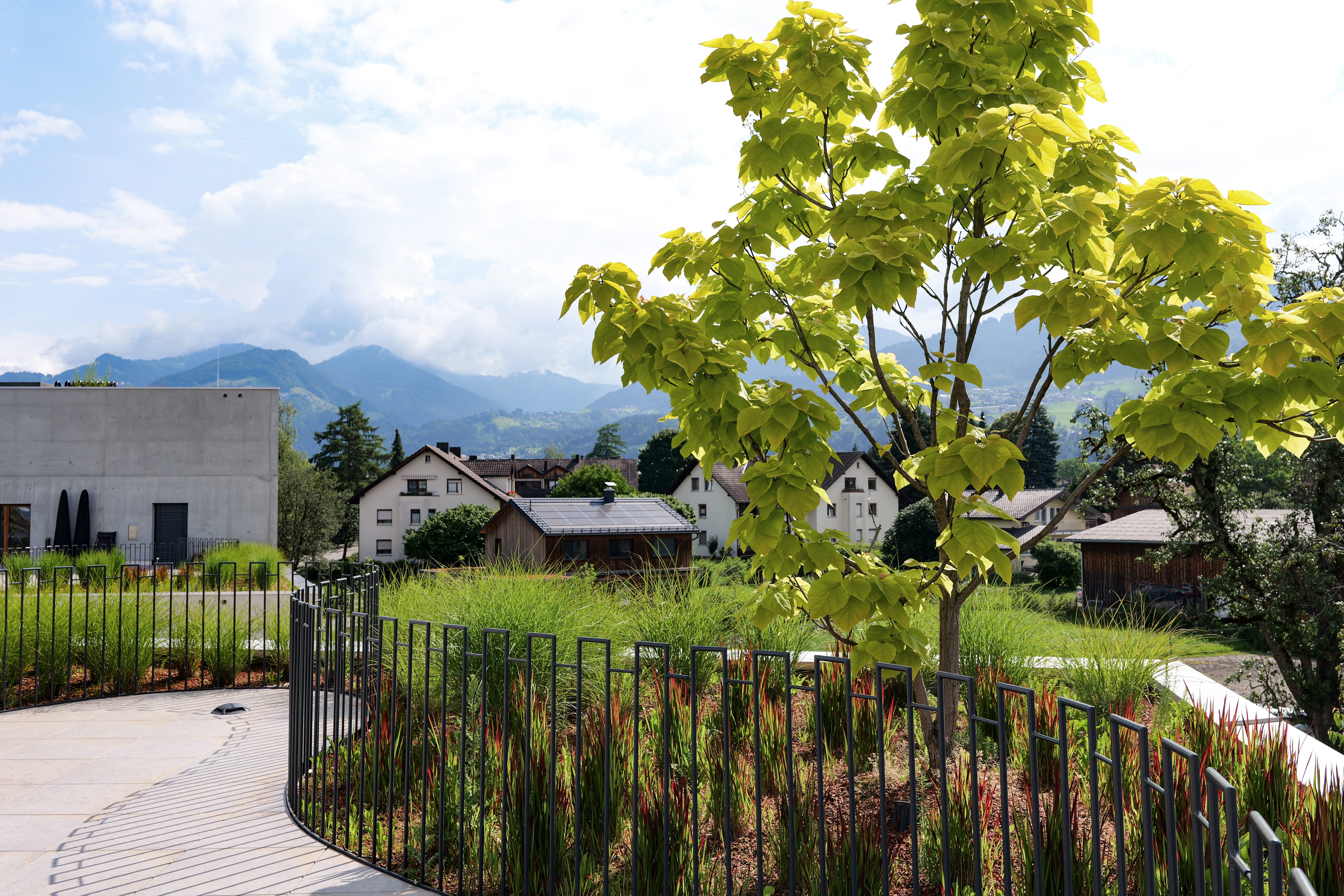 Young tree with bright green leaves on a curved terrace with metal railing and houses under mountains.
