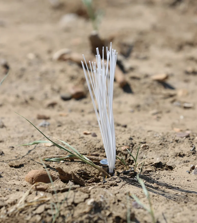 Young grass seedling survey marker in bare sandy soil with sparse vegetation growth.