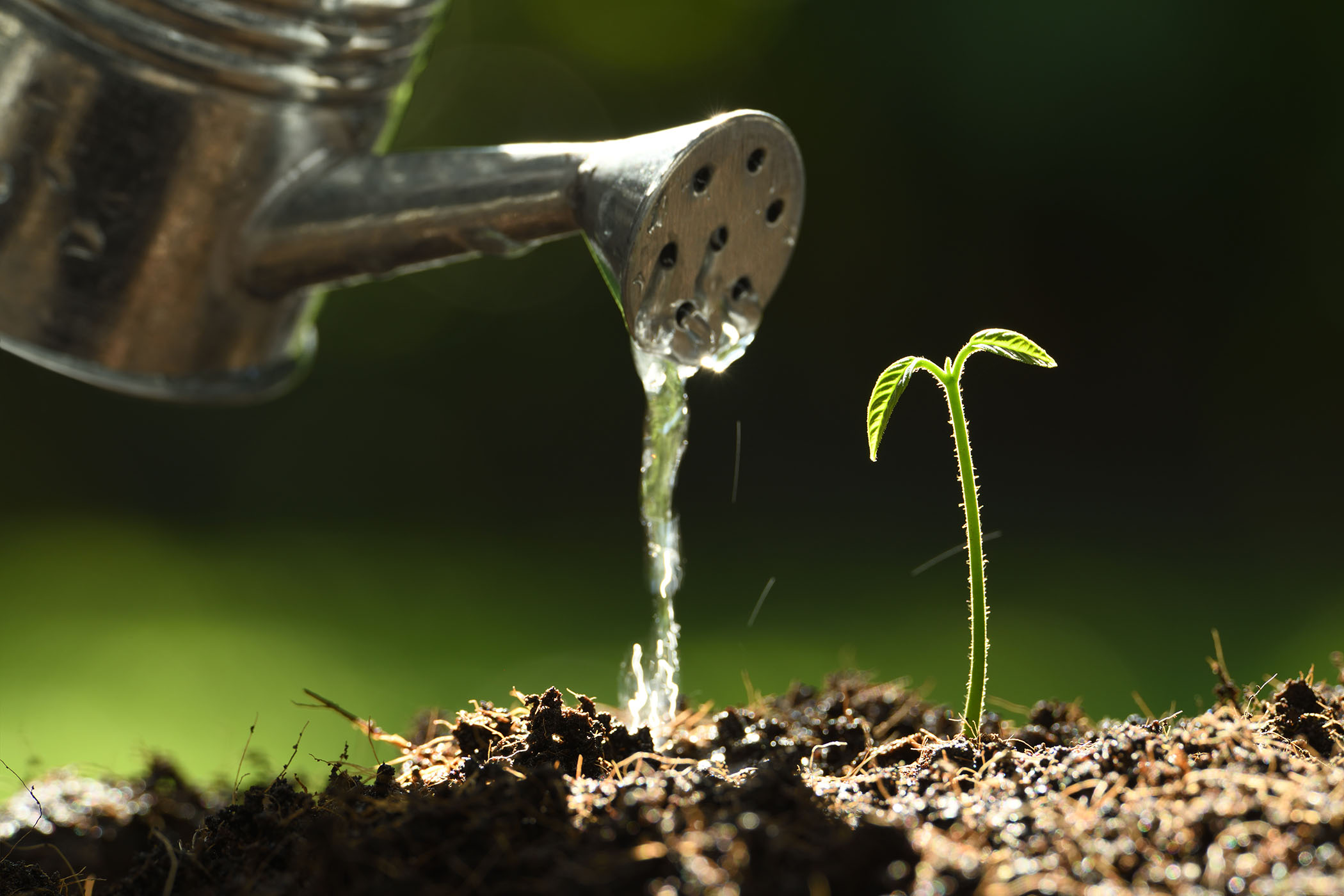 young small plant being watered
