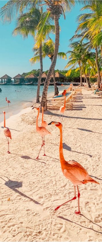 Flamingos on the beach in Aruba