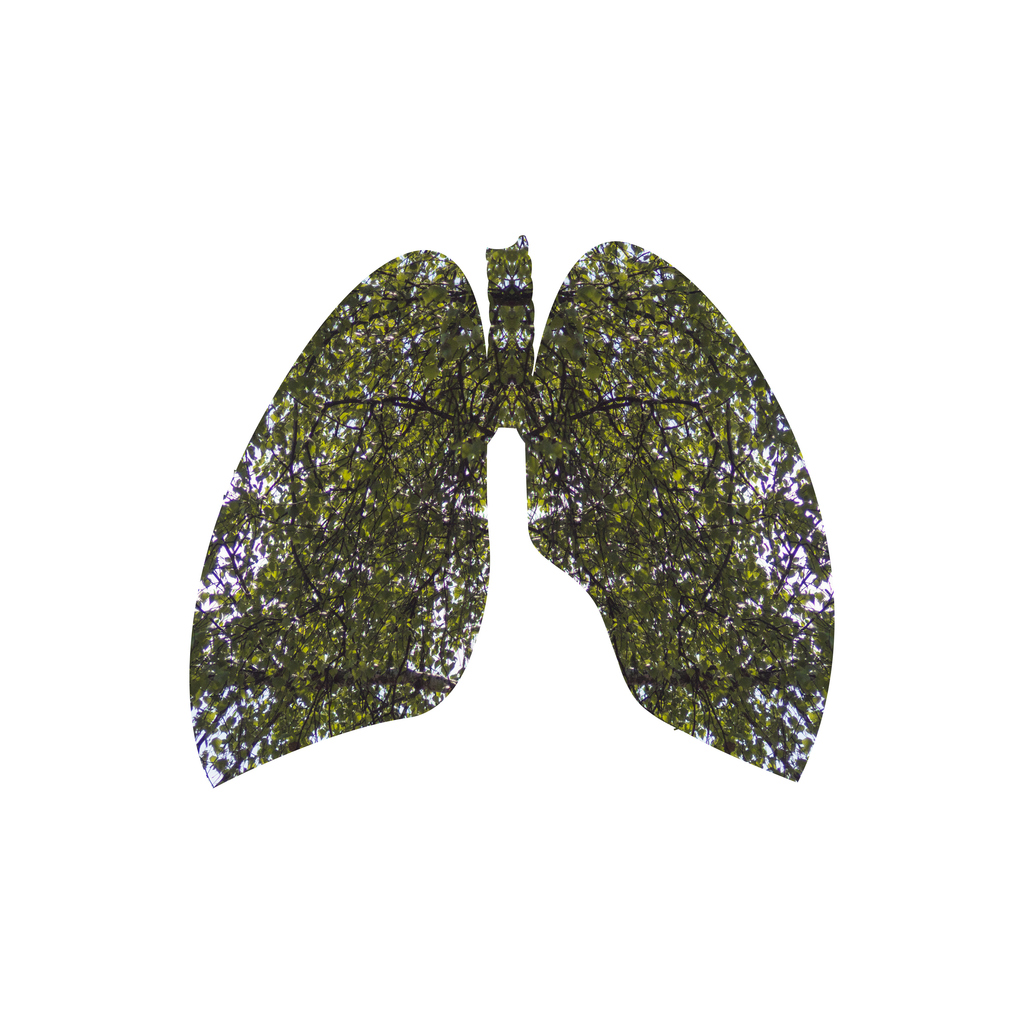 An image of plants inside a lung shape
