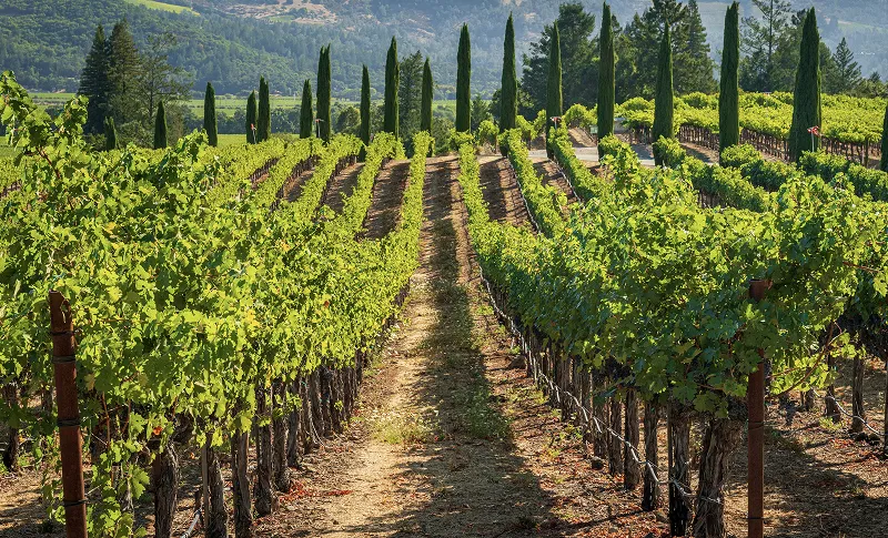 Wine tours Napa