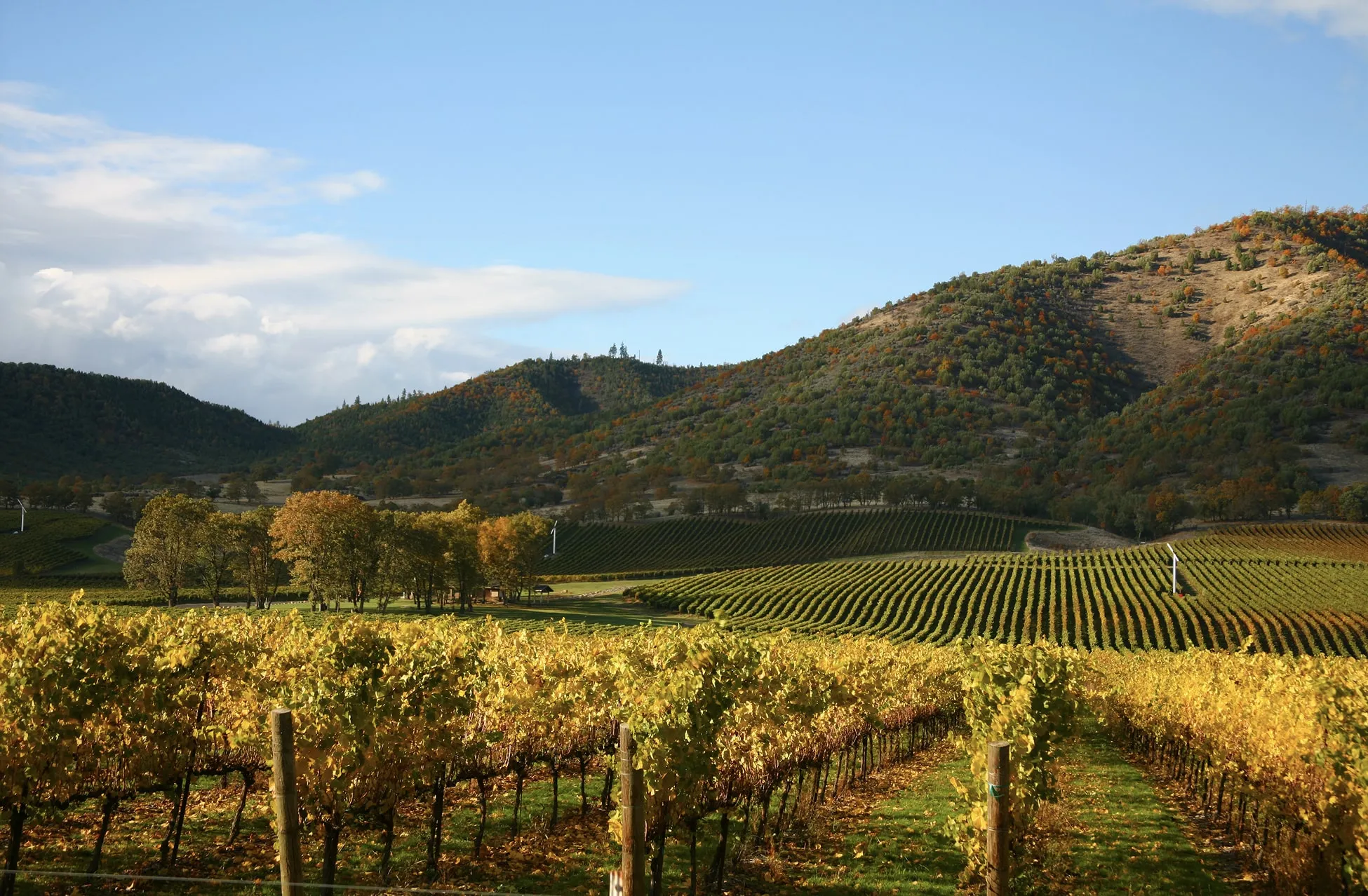 A scenic view of Napa Valley vineyards with rows of grapevines stretching toward rolling hills under a partly cloudy sky.