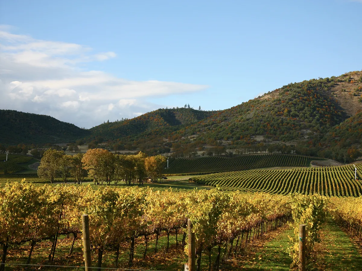 A picturesque view of Napa Valley vineyards with rows of grapevines leading toward green hills under a partly cloudy sky.