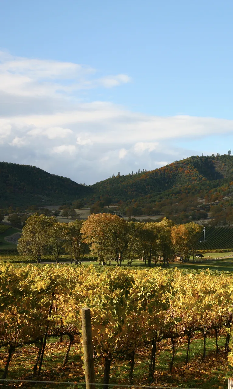 A picturesque view of Napa Valley vineyards with rows of grapevines leading toward green hills under a partly cloudy sky.