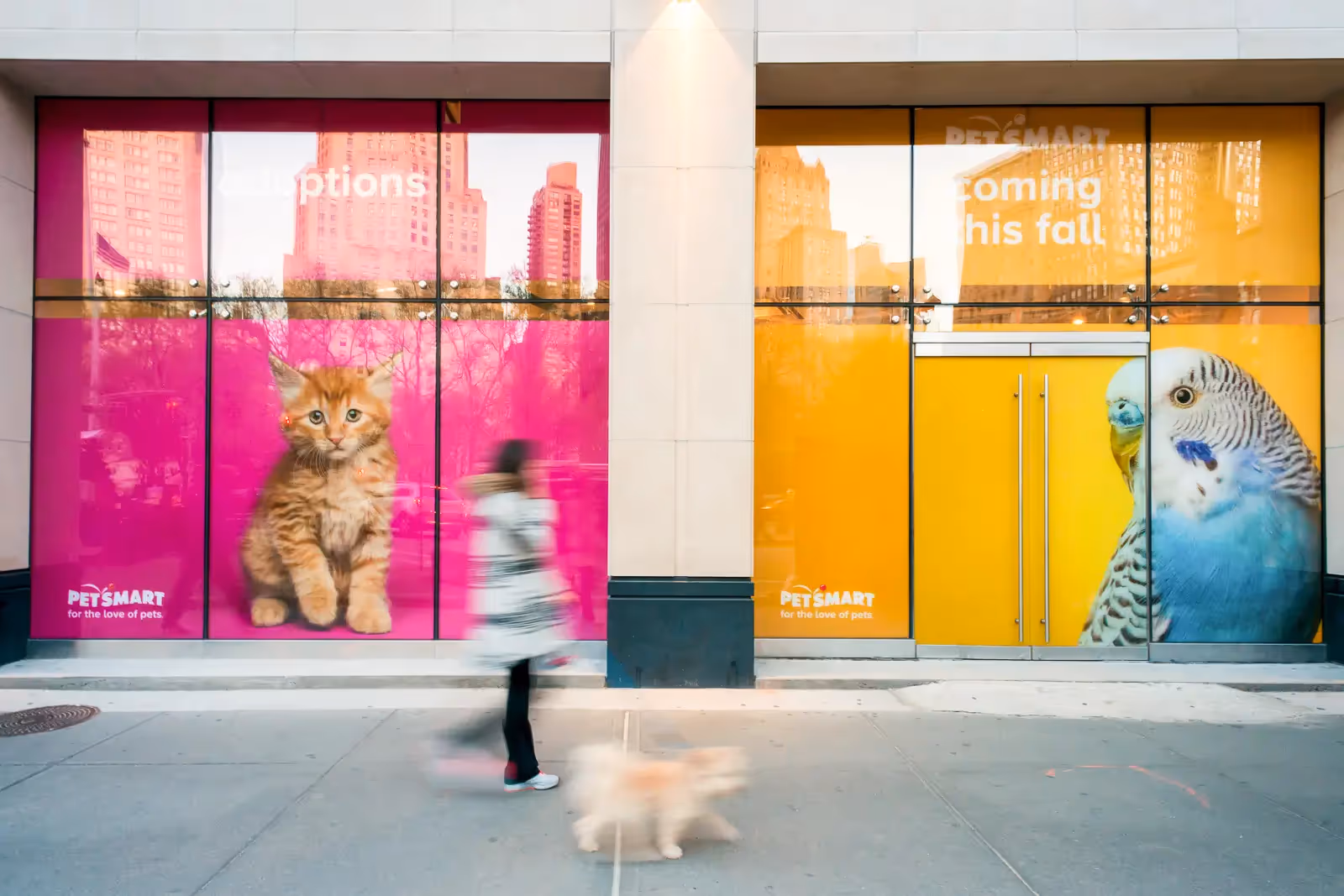 Gargantuan photo prints of a blue parakeet and orange tabby kitten watch as another fury pet passes by.
