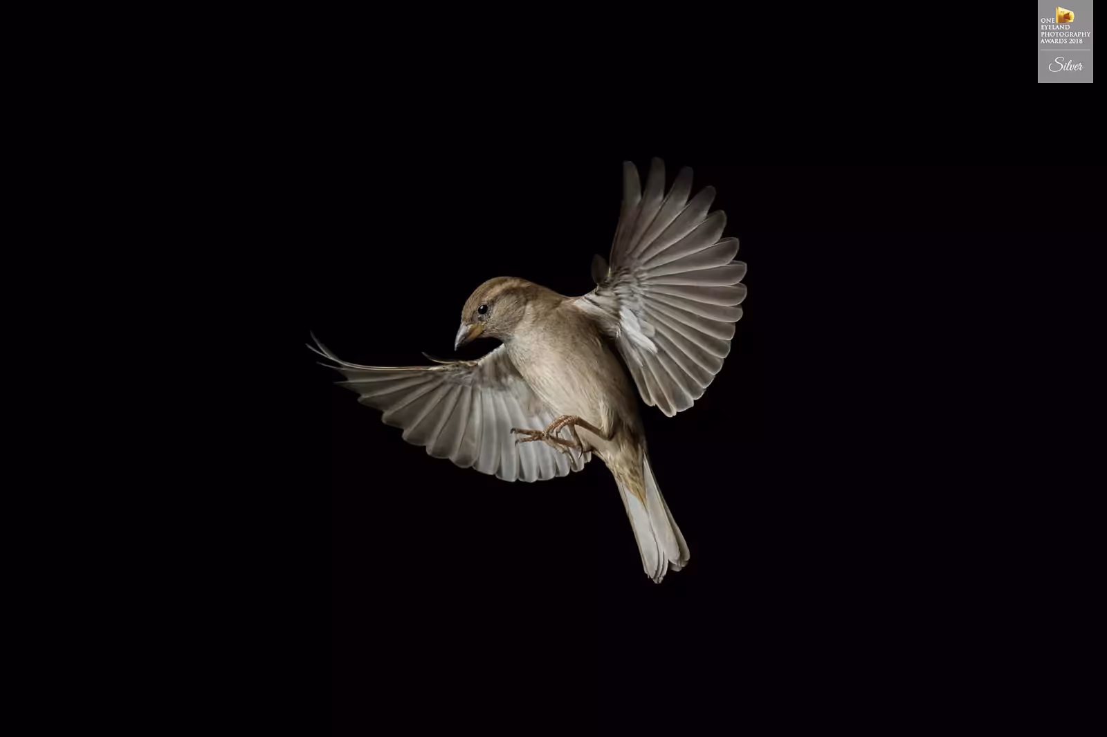 High-speed capture of a sparrow mid-flight with wings fully extended against a black background. Awarded Silver at the One Eyeland Photography Awards 2018 for animal and bird photography.