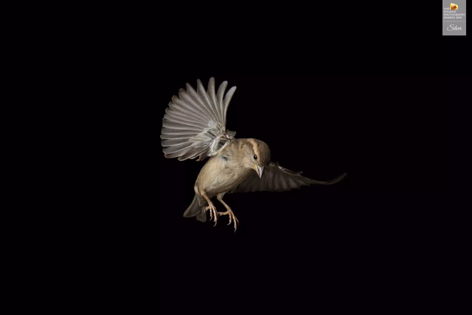 Dramatic image of a female house sparrow in-flight, feathers detailed and body angled in motion. Professional bird photography awarded by One Eyeland in 2018.