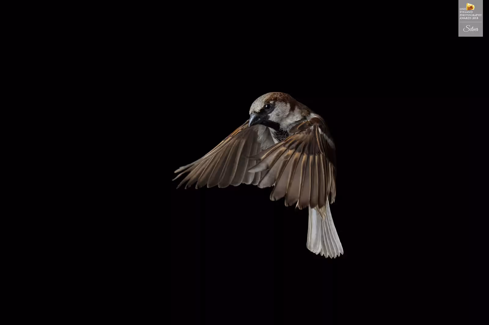 Studio image of a flying house sparrow captured midair in full motion against a black background. Silver-winning image at the 2018 One Eyeland Awards.