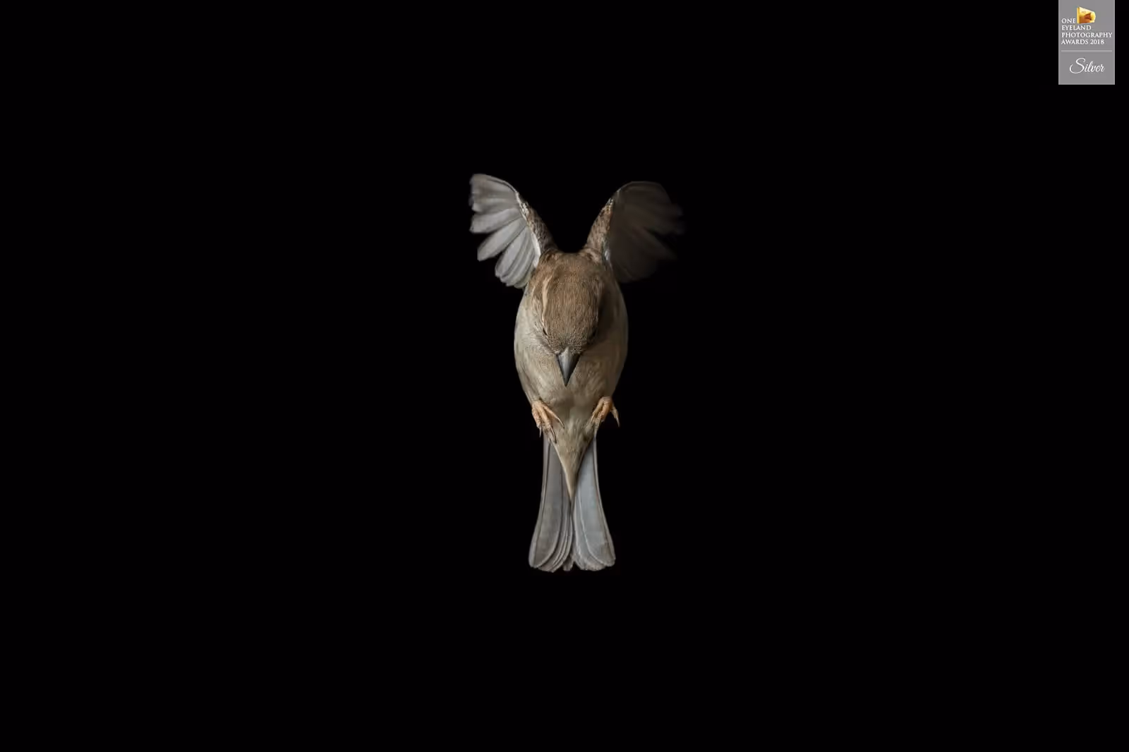 Downward-facing pose of a flying sparrow with wings arched in perfect symmetry, captured against black. Silver Award recipient at One Eyeland Photography Awards 2018.