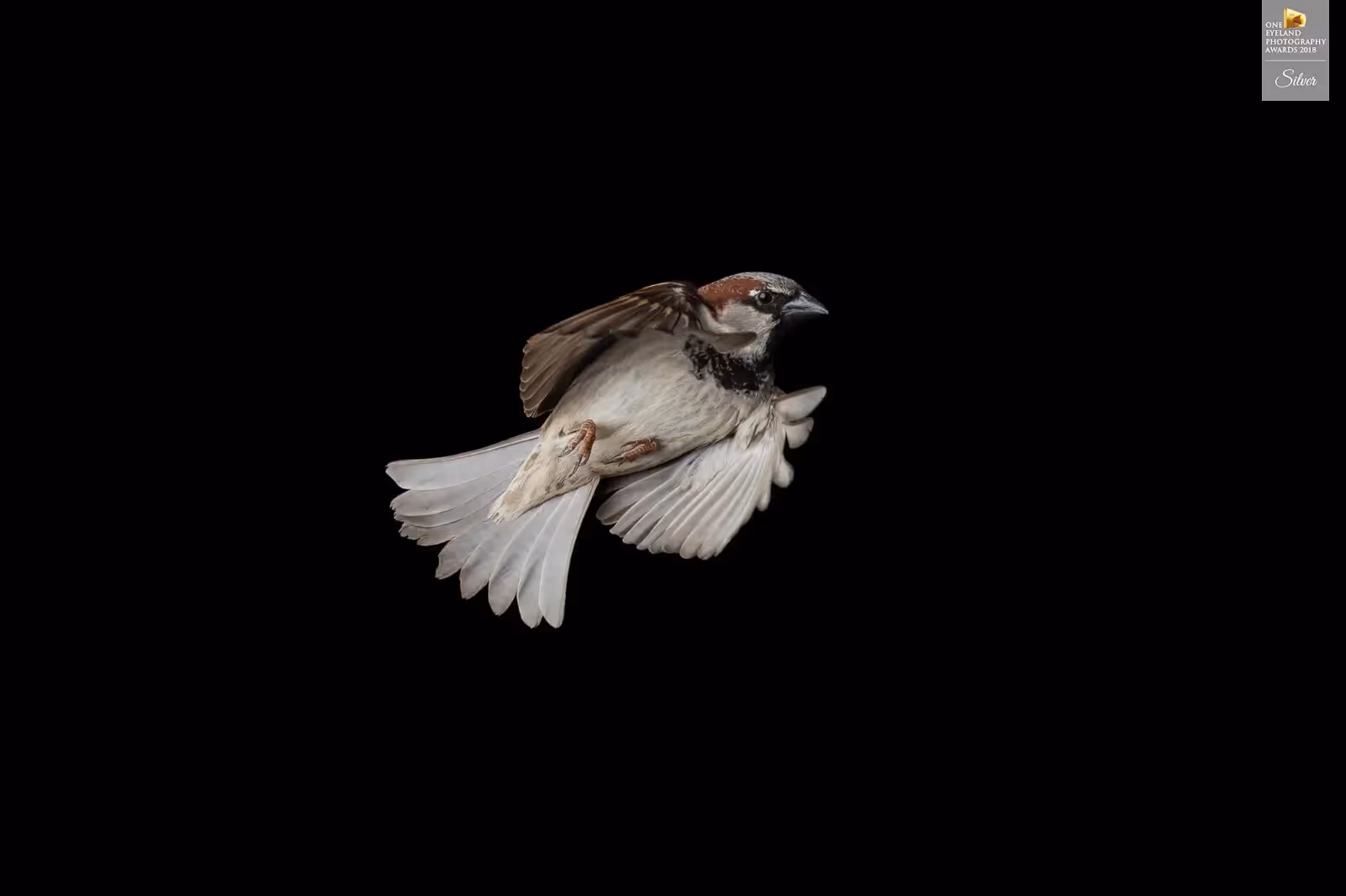 Precise studio photograph of a sparrow in motion, wings up and talons visible, shot on black backdrop. Recognized with a Silver Award by One Eyeland Photography Awards 2018.