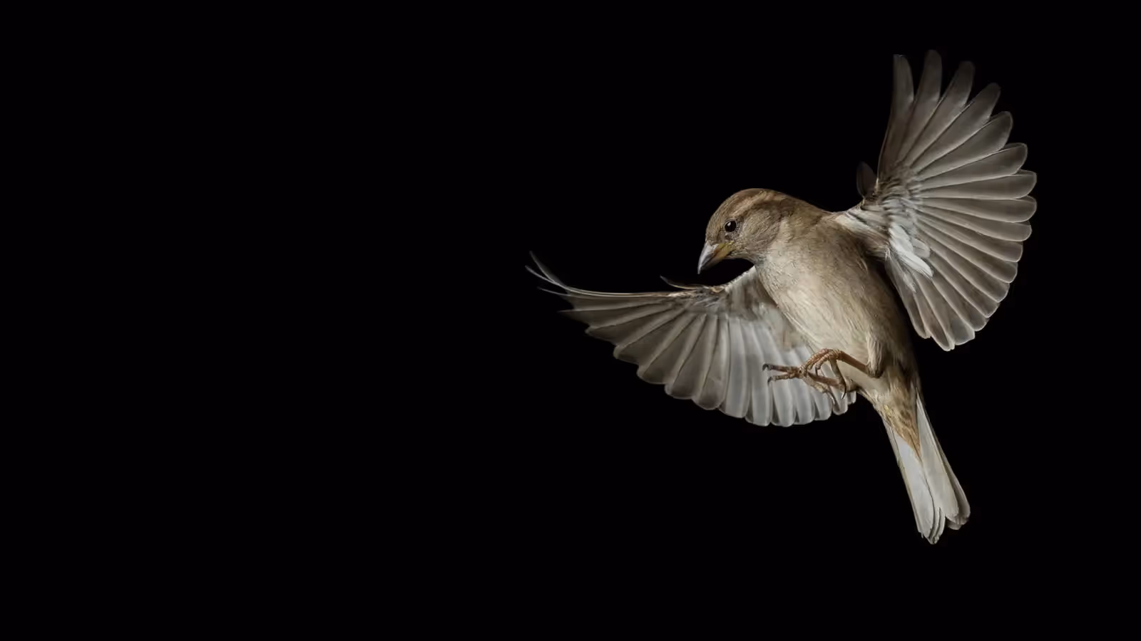 Sparrow in flight with wings fully extended, captured in sharp detail against a solid black background—an award-winning bird photograph highlighting motion, symmetry, and professional wildlife photography.