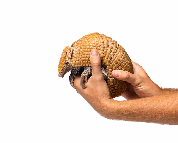 Three-Banded Armadillo Being Hand-Held