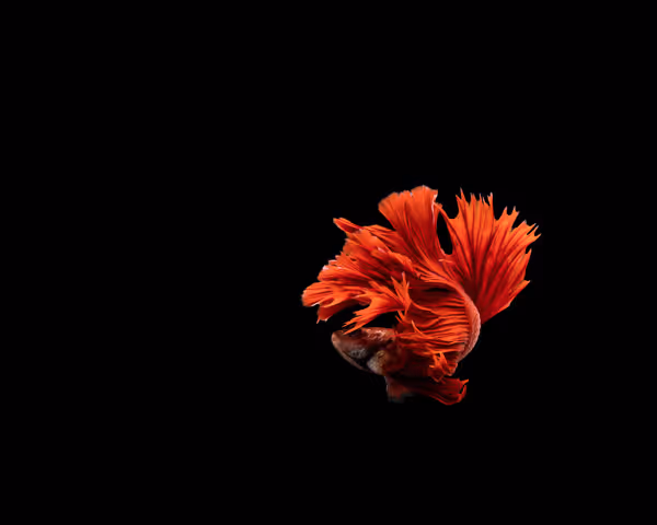 Studio close-up of a vibrant red betta fish with elegant fins against a black background.
