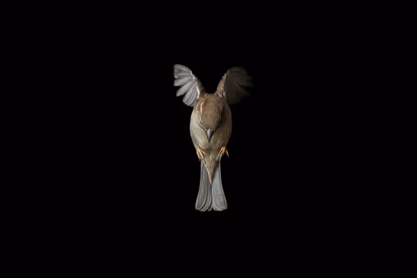 Action photo showing house sparrow landing.