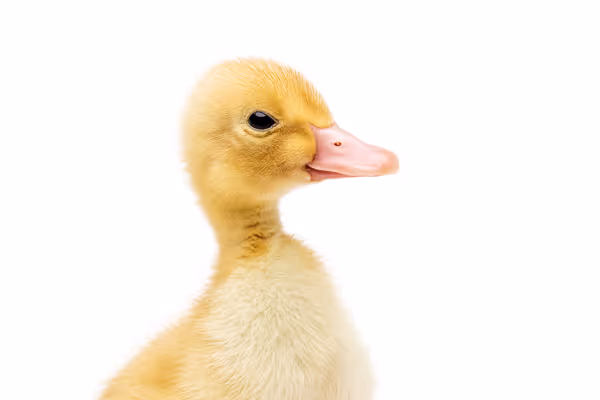 Studio portrait of baby duck.