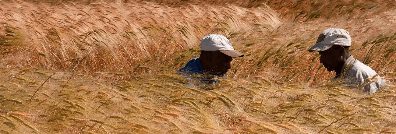 Two men wearing caps working amidst tall golden wheat in a field.