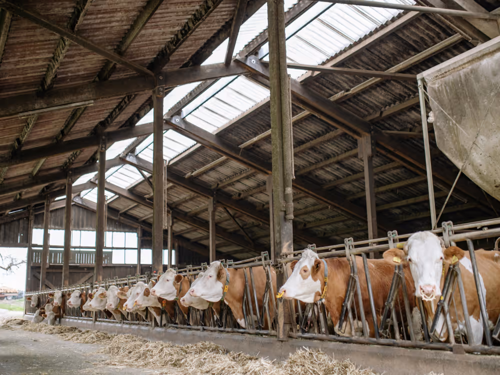Kühe stehen im Stall.