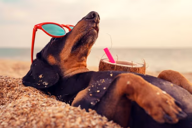 1,100+ Dog Sunbathing With Sunglasses On Stock Photos, Pictures & Royalty-Free Images - iStock